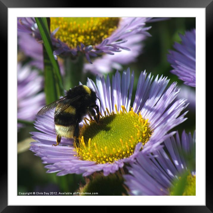 Busy Bee Framed Mounted Print by Chris Day