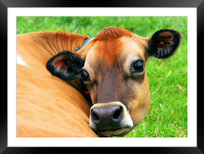 Mad Moo Coo! Framed Mounted Print by Julie Ormiston