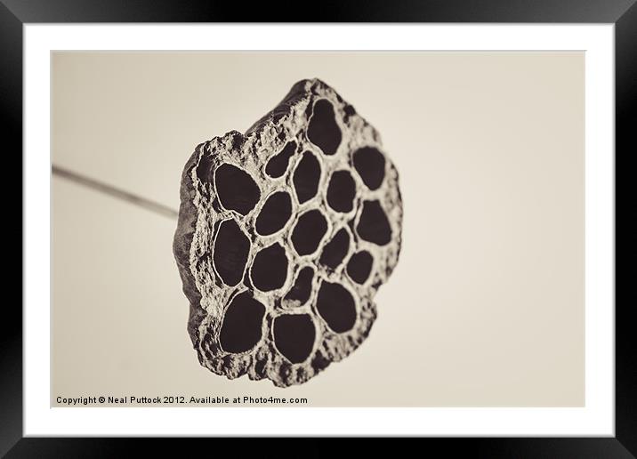 Seed Pod Framed Mounted Print by Neal P