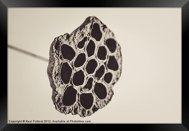 Seed Pod Framed Print by Neal P