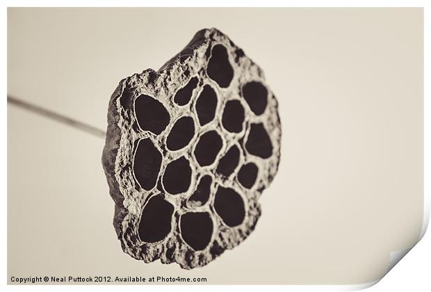Seed Pod Print by Neal P