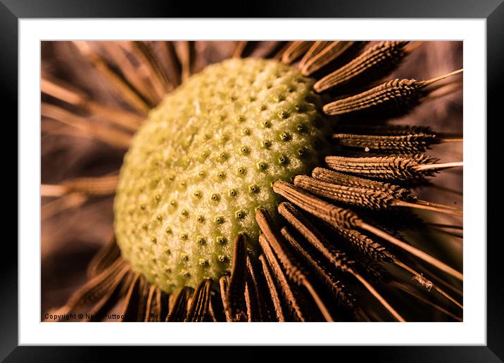 Dandelion #1 Framed Mounted Print by Neal P