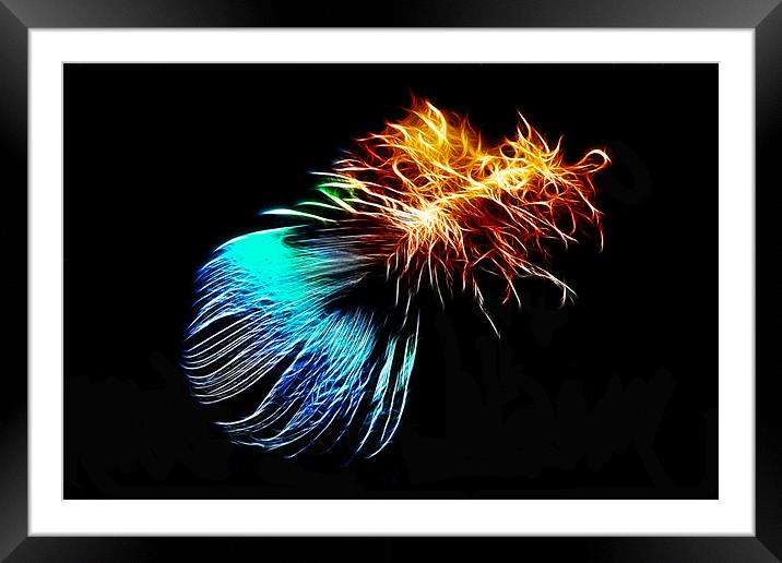 Abstract Peacock Feather Framed Mounted Print by Phil Clements