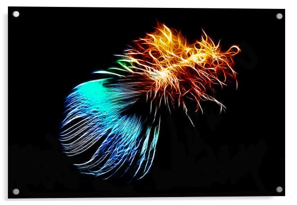 Abstract Peacock Feather Acrylic by Phil Clements