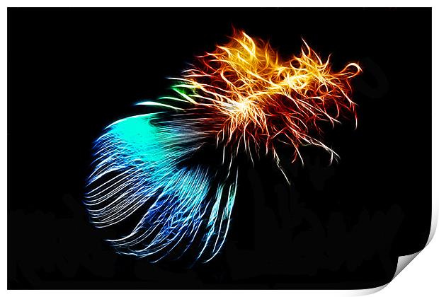 Abstract Peacock Feather Print by Phil Clements