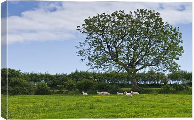 Sheep shading themselves in a field of buttercups Canvas Print by Hazel Powell