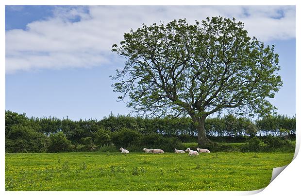 Sheep shading themselves in a field of buttercups Print by Hazel Powell