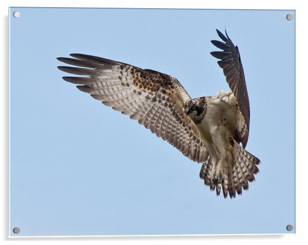 Osprey Hovering. Acrylic by Don Davis
