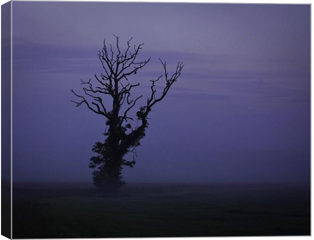 Minimalist Tree in Mist Canvas Print by Buster Brown