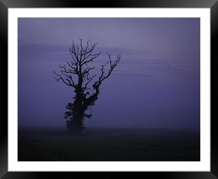 Minimalist Tree in Mist Framed Mounted Print by Buster Brown