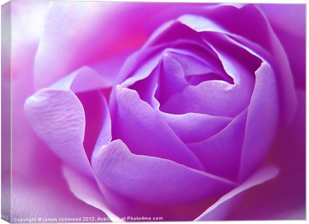 Lilac Rose Canvas Print by james richmond