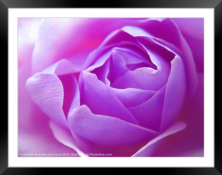 Lilac Rose Framed Mounted Print by james richmond