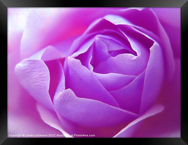 Lilac Rose Framed Print by james richmond