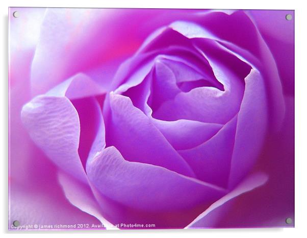 Lilac Rose Acrylic by james richmond