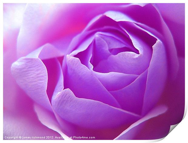 Lilac Rose Print by james richmond