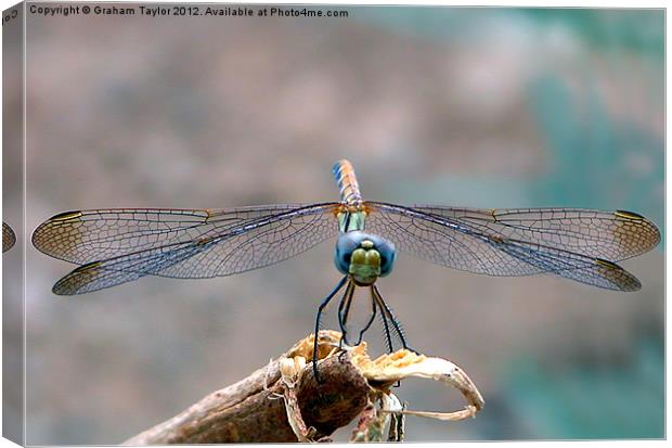 Majestic Dragonfly Portrait Canvas Print by Graham Taylor