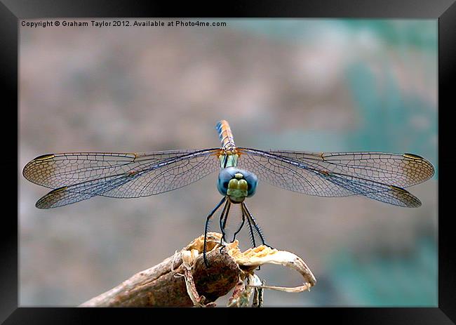 Majestic Dragonfly Portrait Framed Print by Graham Taylor