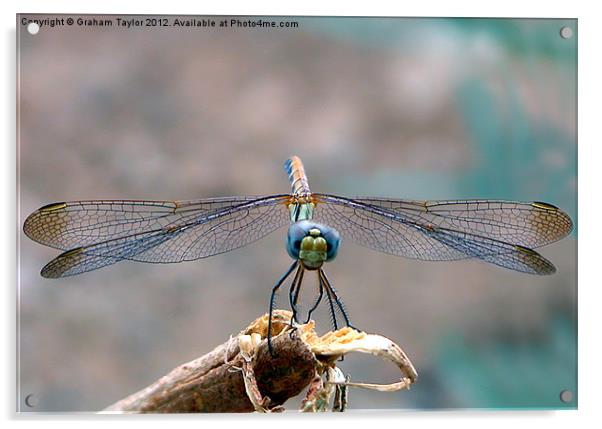 Majestic Dragonfly Portrait Acrylic by Graham Taylor