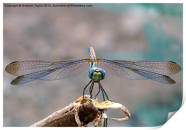Majestic Dragonfly Portrait Print by Graham Taylor