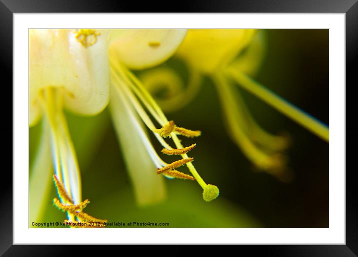 yellow flower Framed Mounted Print by keith sutton