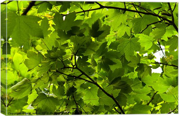 summer leaves Canvas Print by keith sutton