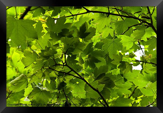 summer leaves Framed Print by keith sutton