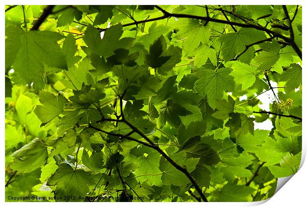 summer leaves Print by keith sutton