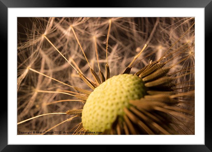 Dandelion #2 Framed Mounted Print by Neal P