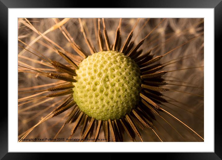 Dandelion #3 Framed Mounted Print by Neal P