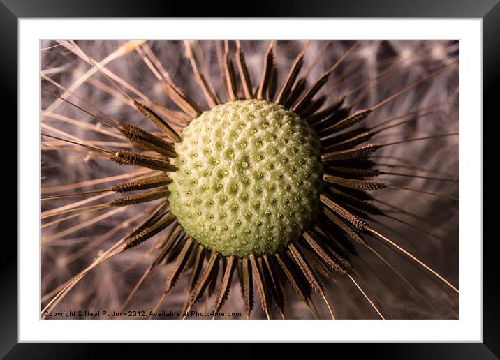 Dandelion #4 Framed Mounted Print by Neal P