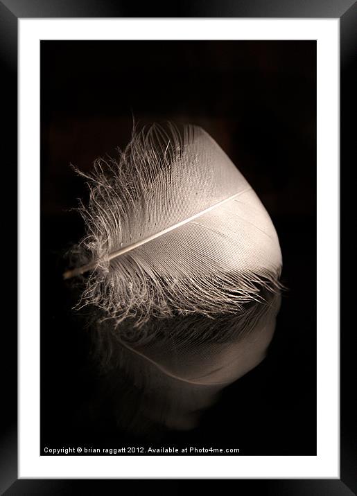 Soft and gentle on black Framed Mounted Print by Brian  Raggatt