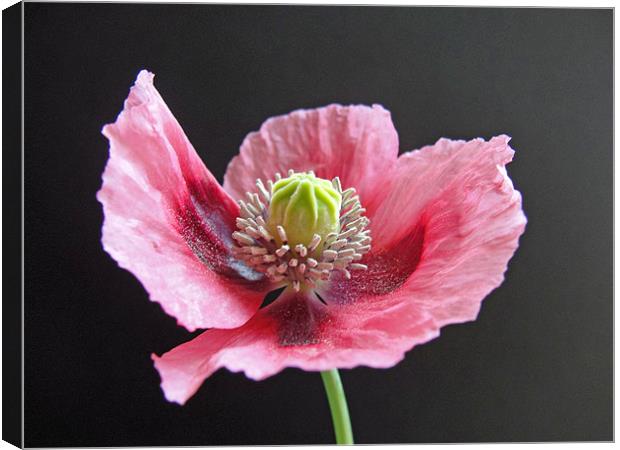 Pink Poppy Canvas Print by Anne Couzens