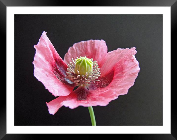 Pink Poppy Framed Mounted Print by Anne Couzens