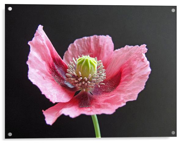 Pink Poppy Acrylic by Anne Couzens
