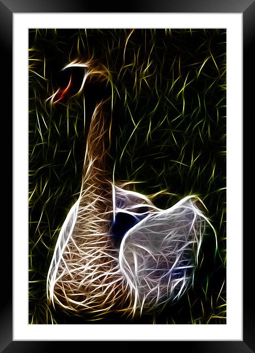 Swan Framed Mounted Print by Dave Wilkinson North Devon Ph
