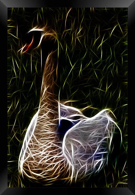 Swan Framed Print by Dave Wilkinson North Devon Ph