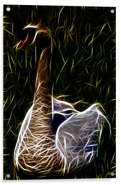 Swan Acrylic by Dave Wilkinson North Devon Ph