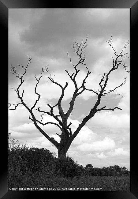 black nad white tree landscape Framed Print by stephen clarridge