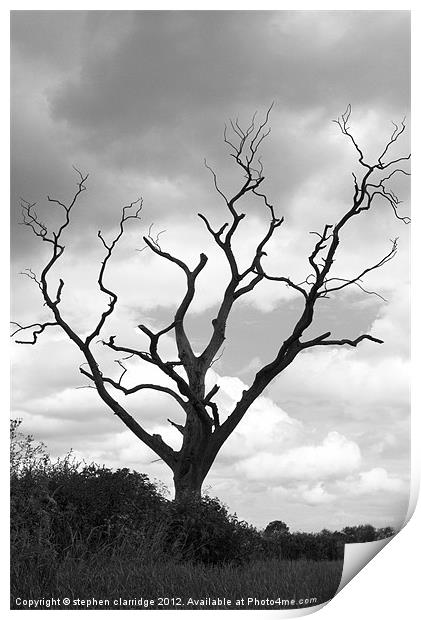 black nad white tree landscape Print by stephen clarridge