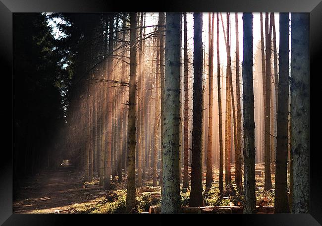 Sunray-trees Framed Print by Jamie Keith