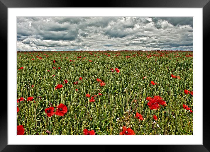 Poppy Field Framed Mounted Print by Dawn Cox
