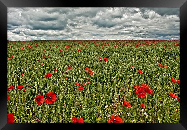 Poppy Field Framed Print by Dawn Cox