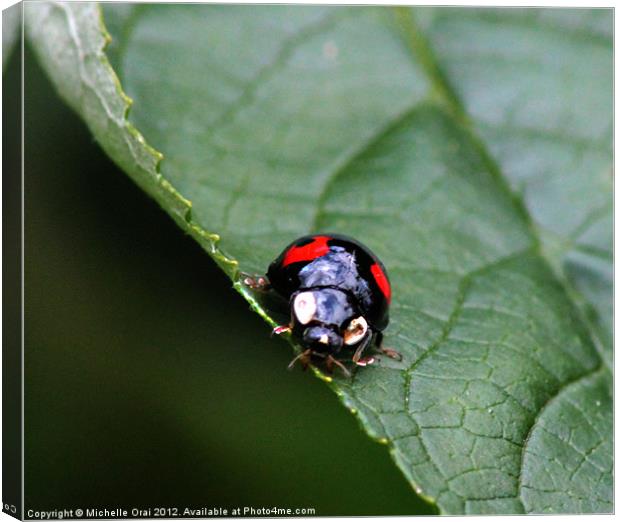 Black and Red Ladybird Canvas Print by Michelle Orai