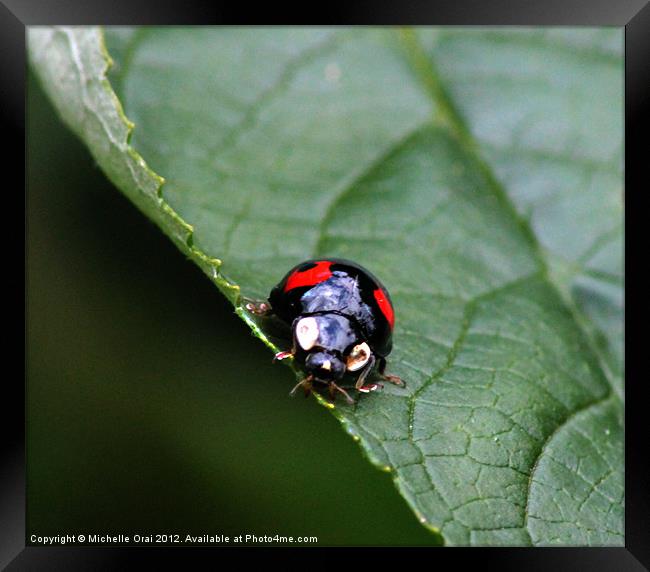 Black and Red Ladybird Framed Print by Michelle Orai