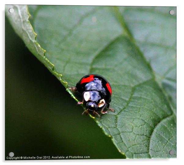 Black and Red Ladybird Acrylic by Michelle Orai