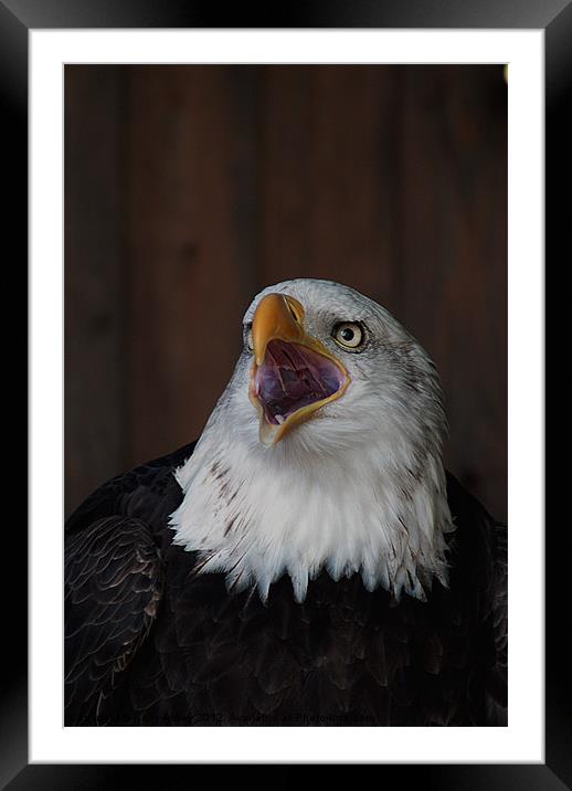 Eagles Cry Framed Mounted Print by Kelly Astley