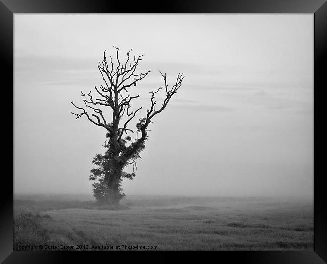 Minimalist Tree in Mist BW Framed Print by Buster Brown