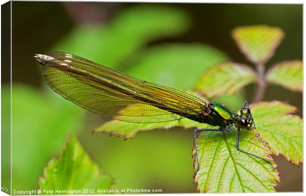 Damselfly or Demoiselle Canvas Print by Pete Hemington