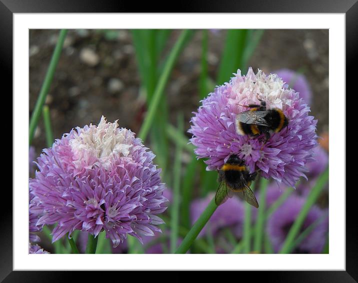Bees love chives!!! Framed Mounted Print by peter gornall