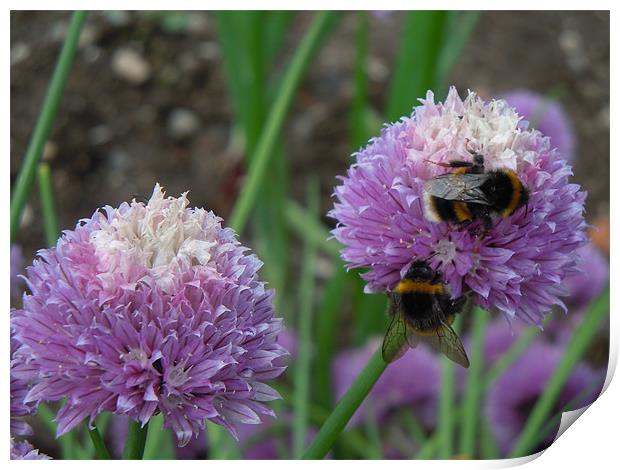 Bees love chives!!! Print by peter gornall